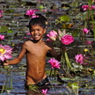 Le petit cueilleur de fleurs de lotus